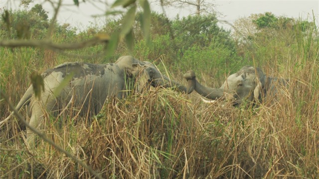 Trận chiến giữa 2 con voi được nhiếp ảnh gia Judy Lehmberg ghi lại. Trận chiến giữa 2 con voi được nhiếp ảnh gia Judy Lehmberg ghi lại.