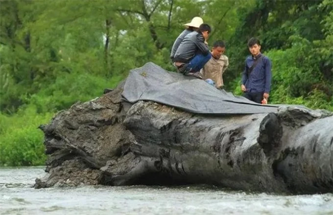 Các chuyên gia đã vô cùng ngỡ ngàng khi nhận định đây là một khúc gỗ âm trầm có tuổi đời khoảng 1.000 năm. Ảnh: Internet