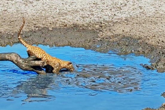 Clip: Màn trình diễn "mukbang" độc đáo của báo hoa mai