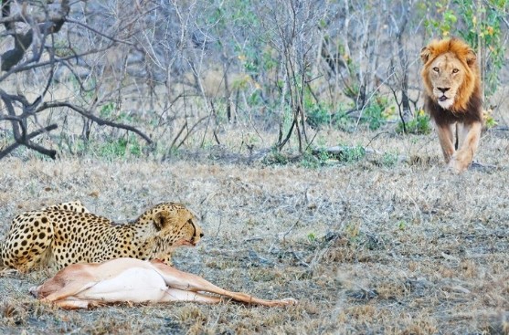 Clip: Nỗi đau của báo săn, bắt buộc phải bỏ con mồi vì gặp phải "khắc tinh"