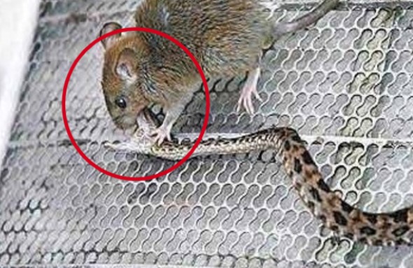 Thả chuột nhắt vào lồng rắn: Người đàn ông ngẩn người chứng kiến trận chiến 30 phút 'đi ngược tự nhiên'