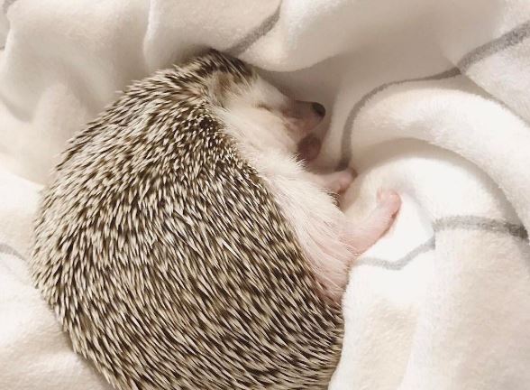 4 thú cưng mê ngủ nhất: Có loài còn bị stress nếu ai đó làm phiền lúc đang “say giấc nồng”