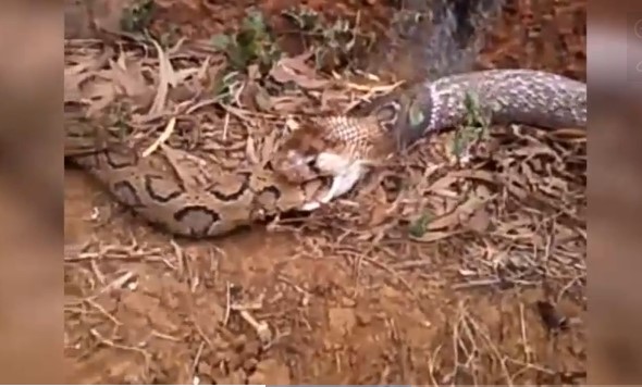 Clip: Rắn lục russell's trở thành bữa tiệc thịnh soạn của hổ mang ấn độ