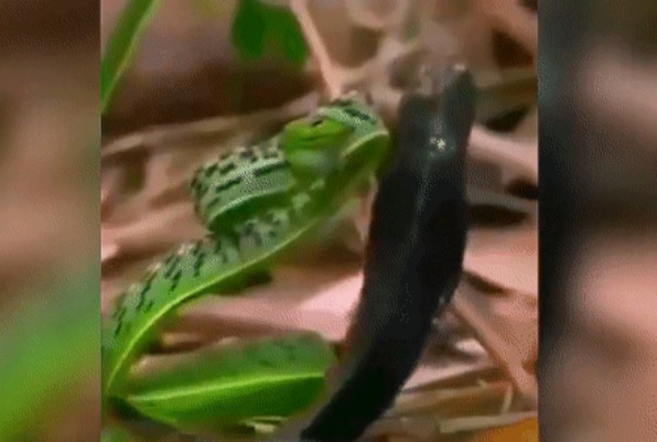 Clip: Cuộc chạm trán sinh tử, rắn lục kim và hổ mang chúa ai sẽ chiến thắng?