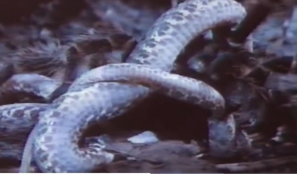 Clip: Cuộc đối đầu định mệnh kẻ săn mồi thành bữa ăn của chính mình