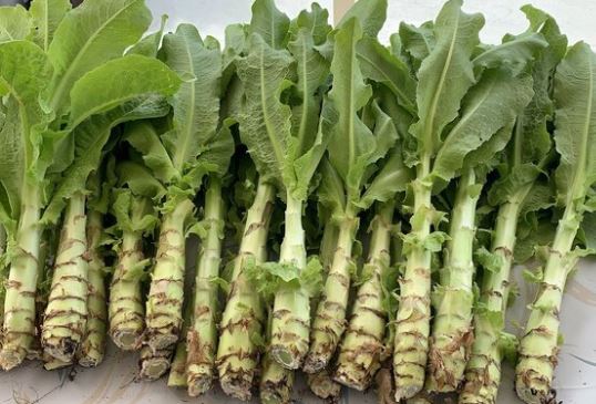 Loại rau đắt hơn cả thịt bò, chuyên 'làm sạch' cơ thể, chống già hiệu quả: Xưa mọc đầy không ai ăn, nay thành 'đặc sản'