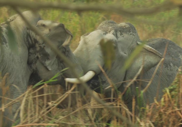 Clip: Màn "kéo co" kinh hoàng giữa hai con voi khổng lồ