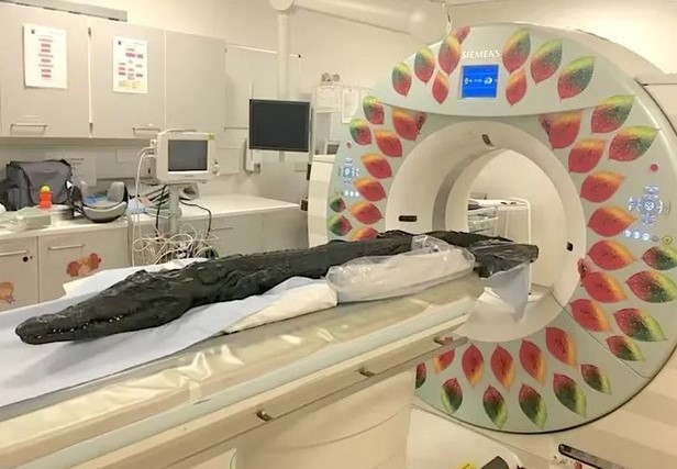 Chụp CT xác ướp cá sấu để hiểu cách cư xử của con người hơn 3.000 năm trước