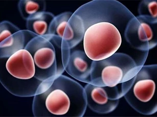 Bước đột phá trong phát triển tế bào gốc tạo máu