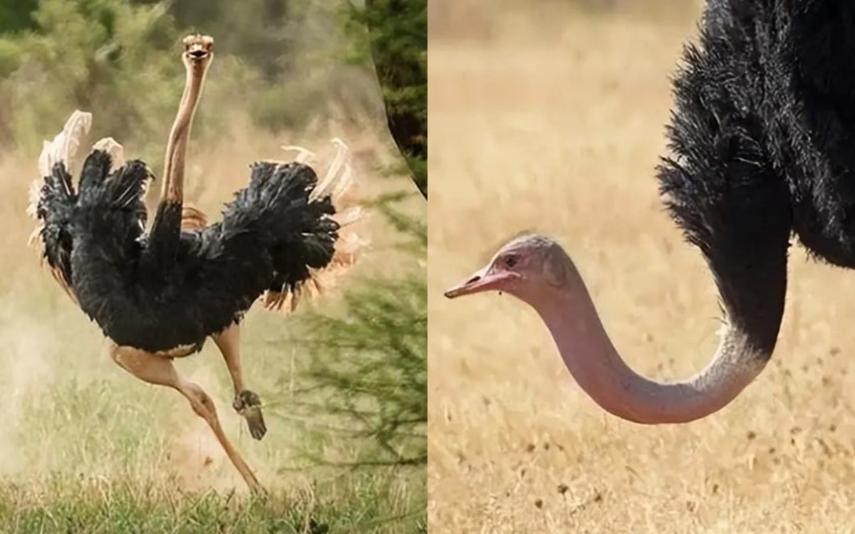 Châu Phi có 150.000 con đà điểu, tại sao sư tử lại ít ăn thịt chúng? Nghe lý do mới thấy thuyết phục!