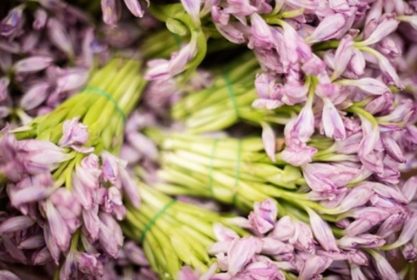 Loại cây cỏ của Việt Nam là thuốc quý ít ai biết, tại phương Tây được săn lùng như thuốc quý