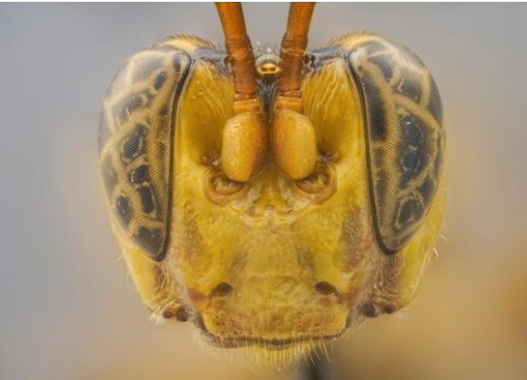 Ong b&#x1EAF;p c&#xE0;y &#x27;ma c&#xE0; r&#x1ED3;ng&#x27; &#x1EDF; Amazon c&#xF3; khu&#xF4;n m&#x1EB7;t &#x111;&#xE1;ng s&#x1EE3;, &#x103;n con m&#x1ED3;i t&#x1EEB; trong ra ngo&#xE0;i