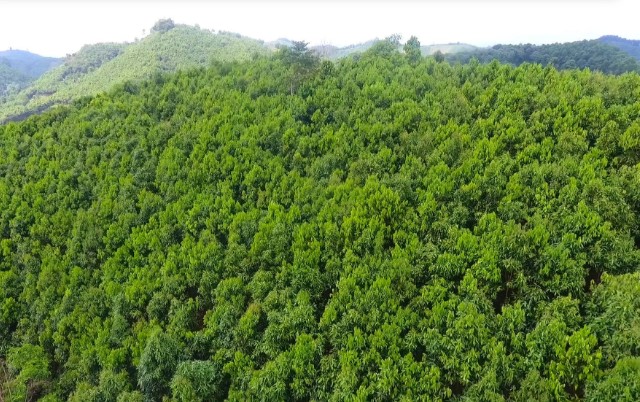 Thúc đẩy giải pháp để doanh nghiệp thúc tham gia thị trường carbon