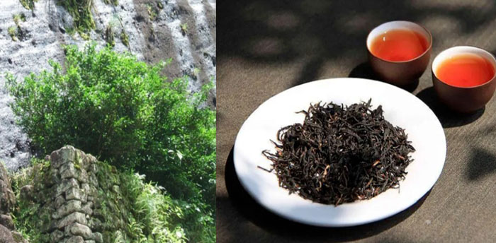 Loại cây quý giá được chính phủ Trung Quốc chi 350 tỷ đồng để mua bảo hiểm vì quá đặc biệt