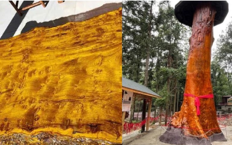 Gỗ 'nhả tơ vàng' 1 cây có giá trị lên đến 9.000 tỷ đồng nhưng không ai muốn trồng, lý do quá hợp lý