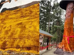 Gỗ 'nhả tơ vàng' 1 cây có giá trị lên đến 9.000 tỷ đồng nhưng không ai muốn trồng, lý do quá hợp lý
