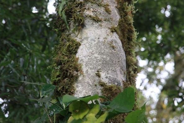 
Loại cây hàng nghìn năm tuổi ở Việt Nam cho loại ‘báu vật’ giá 680 triệu/kg, sinh sống ở độ cao gần 3.000m, hiện cả nước chỉ còn 60 gốc