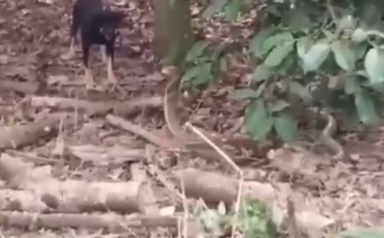 CLIP: Cảnh tượng bi thảm, hổ mang chúa bị bầy chó truy sát dữ dội