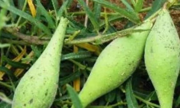 Nó là dưa nhưng 99% người nhìn thấy đều bảo là xoài xanh, mọc lổn nhổn dưới đất, có giá lên tới 650.000 đồng/kg