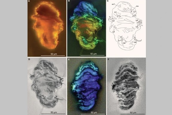 Hổ phách thời khủng long tiết lộ về “quái vật xâm lăng Mặt Trăng”