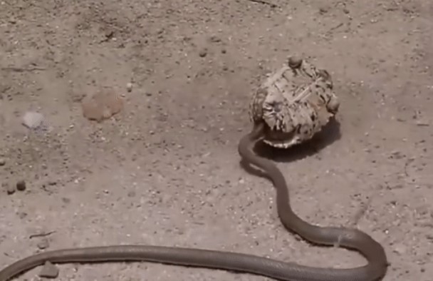 CLIP: Cuộc chạm trán định mệnh, rắn độc và cuộc đối đầu với "vua phòng thủ" - rùa