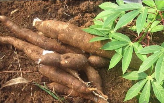 Làm cách này để khử sạch độc tố trong măng, sắn: Người nội trợ đặc biệt phải nhớ kẻo hại cả gia đình