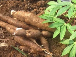 Làm cách này để khử sạch độc tố trong măng, sắn: Người nội trợ đặc biệt phải nhớ kẻo hại cả gia đình