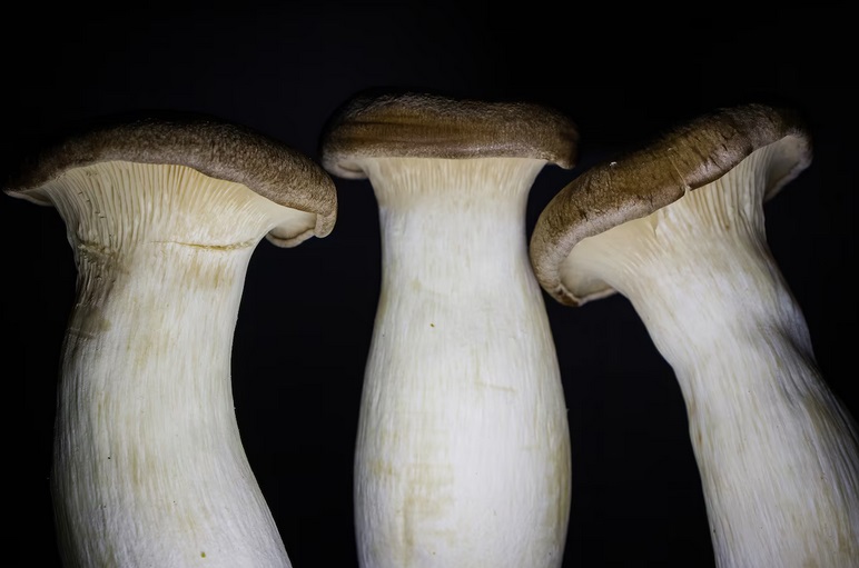 Các nhà khoa học Mỹ tạo ra robot lai sinh học 'nửa là nấm đùi gà, nửa là máy móc'