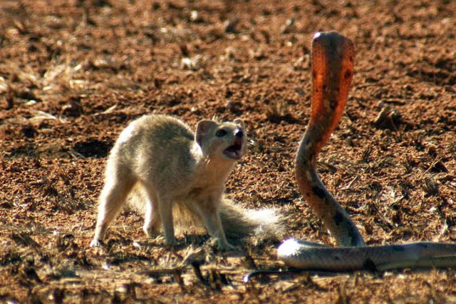 Nhật Bản: Diệt sạch hơn 32.000 con cầy mangut trên một hòn đảo