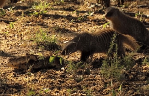 CLIP: Bầy cầy Mangut "bạt vía" khi đối đầu với 'cỗ quan tài sống'