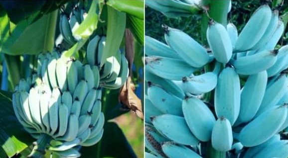 Giống chuối xanh biếc kì lạ tưởng sản phẩm của photoshop nhưng lại có thật 100%, được trồng ở 1 nơi rất gần Việt Nam