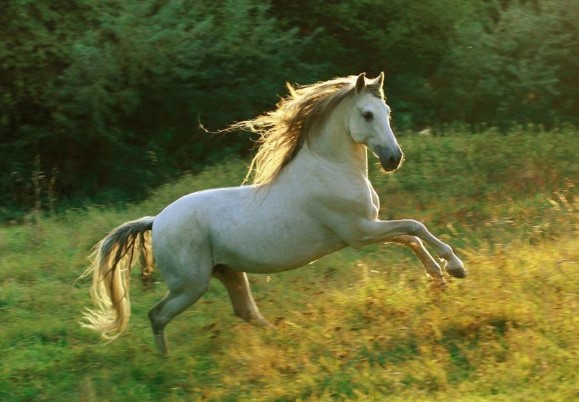 Trong 3 ngày tới, 3 con giáp này được Thần may mắn gõ cửa: Chuẩn bị sẵn "túi ba gang" mà đựng tiền