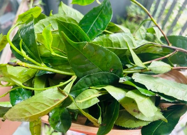 Loại lá là 'chất chống ung thư tự nhiên' có ở Việt Nam, còn được ví như insulin hạ đường huyết hiệu quả