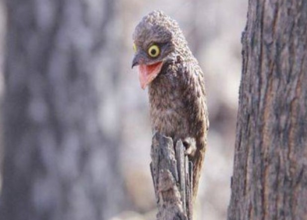 Loài chim cải trang giỏi nhất thế giới: Cả ngày duy trì một tư thế như thể bị đóng băng!