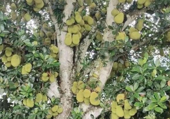 Cây mít bị 'vỡ kế hoạch' ra trái nhiều nhất Việt Nam, hàng ngàn quả sai lúc lỉu từ gốc đến ngọn, đếm mỏi mắt không hết