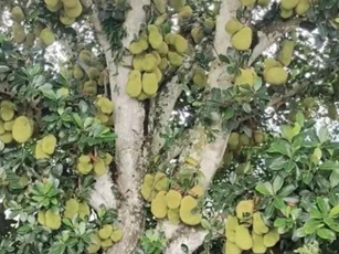 Cây mít bị 'vỡ kế hoạch' ra trái nhiều nhất Việt Nam, hàng ngàn quả sai lúc lỉu từ gốc đến ngọn, đếm mỏi mắt không hết