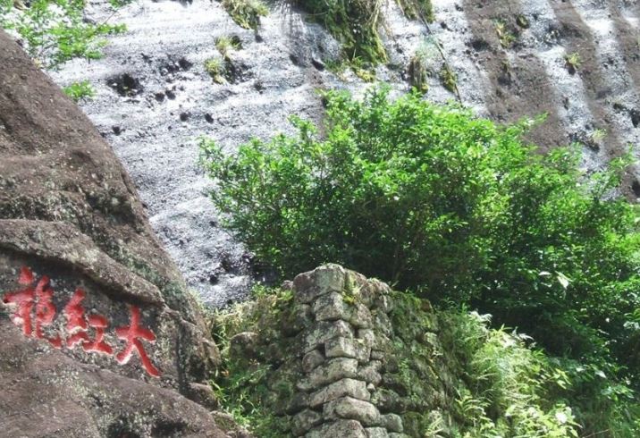 'Báu vật' 30 tỷ đồng/kg ở nước sát vách Việt Nam, cả nước chỉ còn 6 cây, được chi 350 tỷ đồng để mua bảo hiểm