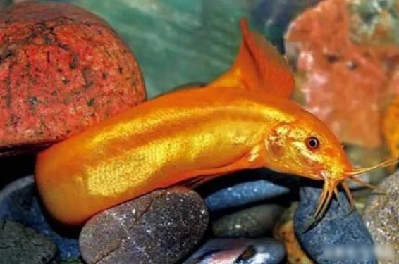 Có 1 loại “chạch lai cá vàng” cực quý hiếm, 9x nuôi thử thu ngay trăm tỉ mỗi năm