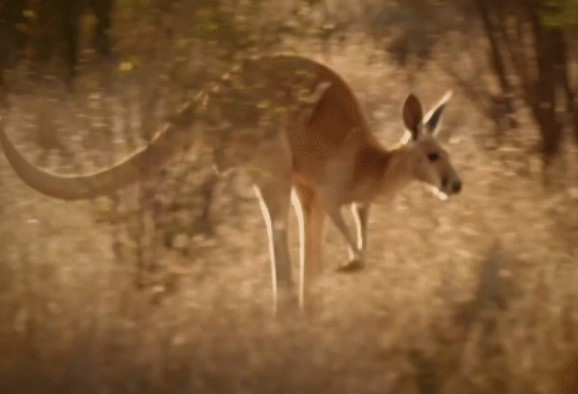 CLIP: Bỏ lỡ Kangaroo, kỳ đà khổng lồ 'giận dữ' tiêu diệt rắn độc chết chóc