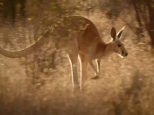 CLIP: Bỏ lỡ Kangaroo, kỳ đà khổng lồ 'giận dữ' tiêu diệt rắn độc chết chóc
