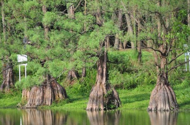 Loài gỗ quý hiếm có ở Việt Nam giá lên đến hàng trăm triệu đồng, suýt tuyệt chủng vì tin đồn chữa được ung thư
