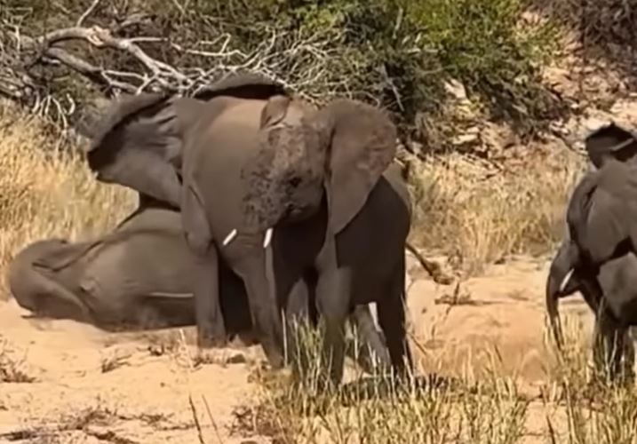 CLIP: Voi châu Phi đại chiến giành nước uống 