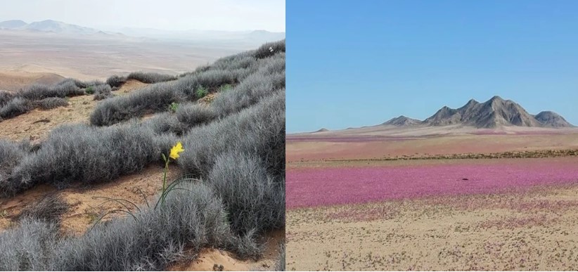 Sa mạc khô cằn nhất thế giới lần đầu tiên có hoa nở, quang cảnh gây choáng ngợp