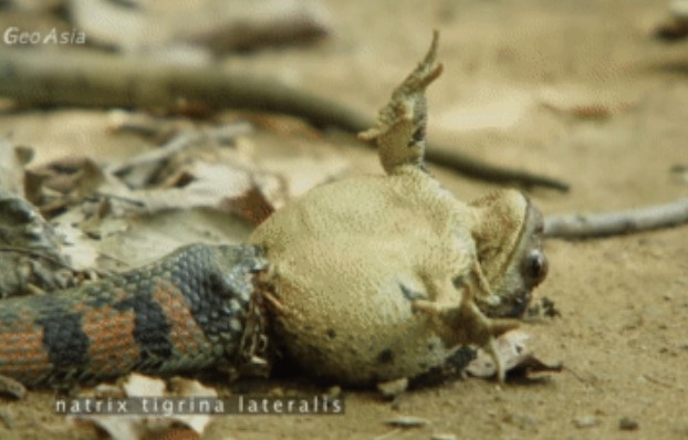 CLIP: Cuộc đối đầu kịch tính giữa cóc và rắn độc, chiến thắng thuộc về ai?