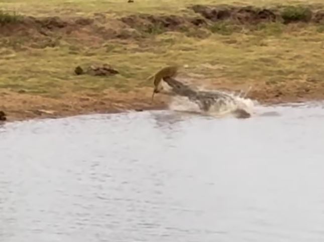 CLIP: Linh dương Impala bỏ mạng bởi 1 cú đớp của cá sấu