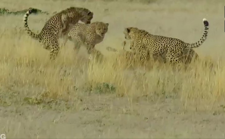 CLIP: Kết thảm của báo cái khi 'không an phận, cà khịa' báo đực