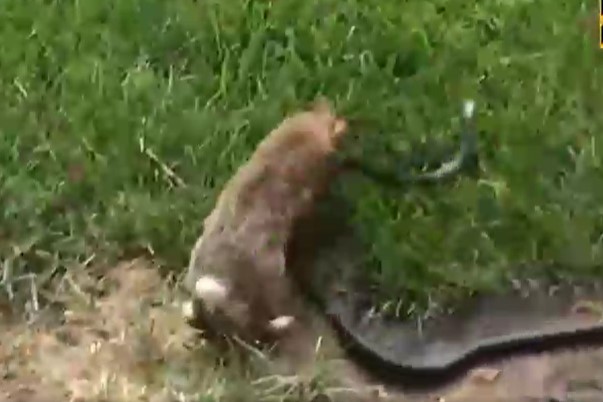 CLIP: Thỏ mẹ 'ra chiêu lia lịa' giải cứu đàn con khỏi rắn độc