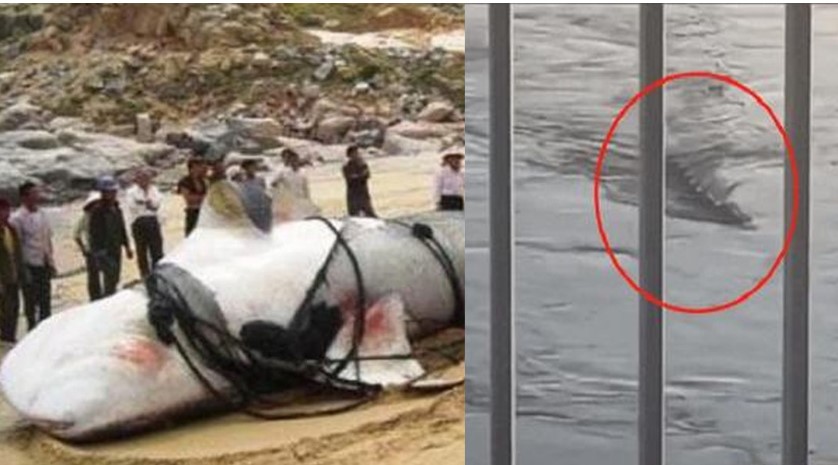 Bí ẩn 'quái vật' trong hồ tại một địa phương của Trung Quốc, rùng rợn đến mức từng không ai dám lại gần