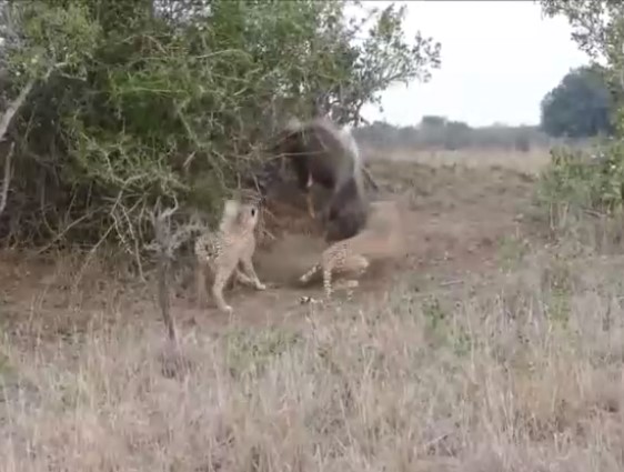 CLIP: Linh dương sừng xoắn đơn độc chiến đấu với đàn báo sàn và cái kết 'mát lòng'