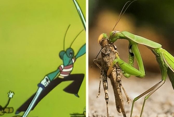 Loài vật có con cái ăn thịt ‘bạn tình’ sau khi ‘ân ái’: Tưởng là tàn nhẫn nhưng lại là 'sự sắp đặt của tạo hóa'!